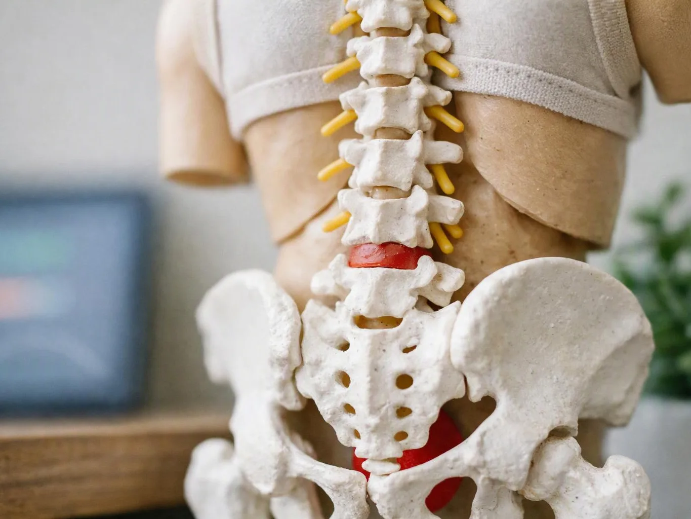 A close-up shows a spine and pelvis model on a tabletop with a blurred room behind it