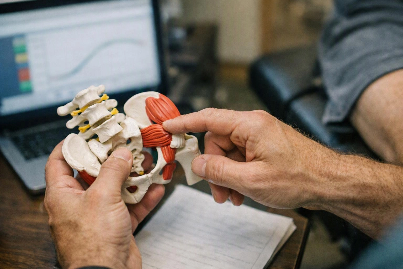 Hands hold a spine and pelvis model while one finger points to a red muscle in an office setting
